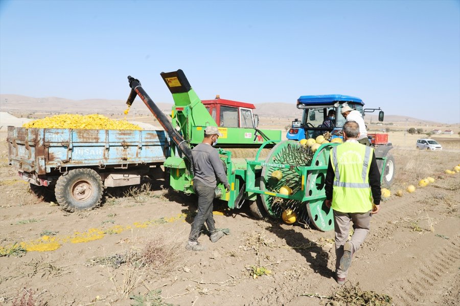 Kayseri'de Kabak Posaları Hayvan Yemine Dönüşüyor
