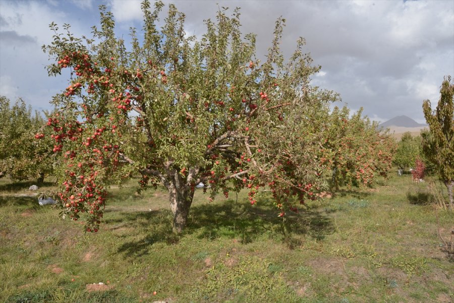 Niğde'de Dsi'nin Yaptığı Modern Sulama Sistemleriyle Ekonomiye 60 Milyon Lira Katkı Sağlandı