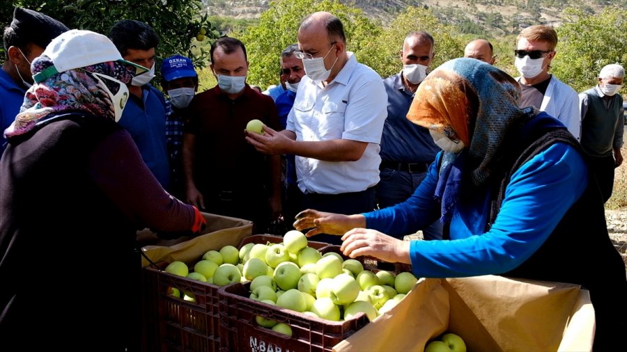Mut'ta Elma Ve Ceviz Hasadı Başladı