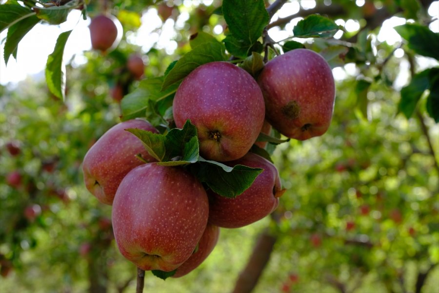 Mut'ta Elma Ve Ceviz Hasadı Başladı