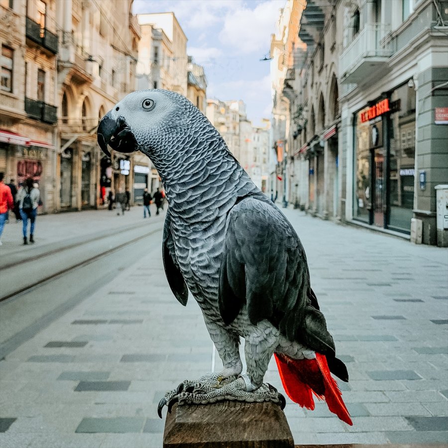 Oppo Sanatın Kapılarını Aralıyor