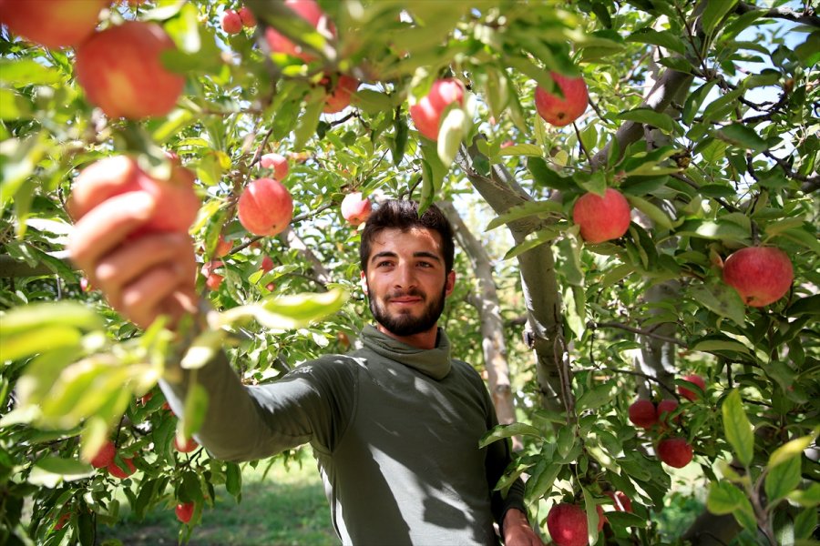 Yahyalı Elması Çiftçinin Yüzünü Güldürdü