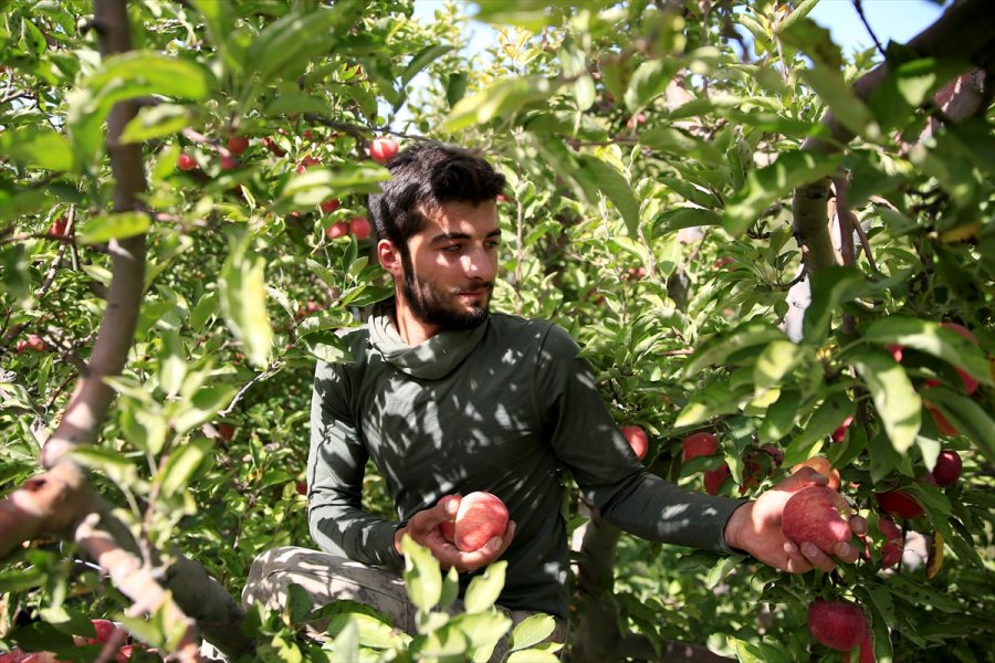 Yahyalı Elması Çiftçinin Yüzünü Güldürdü