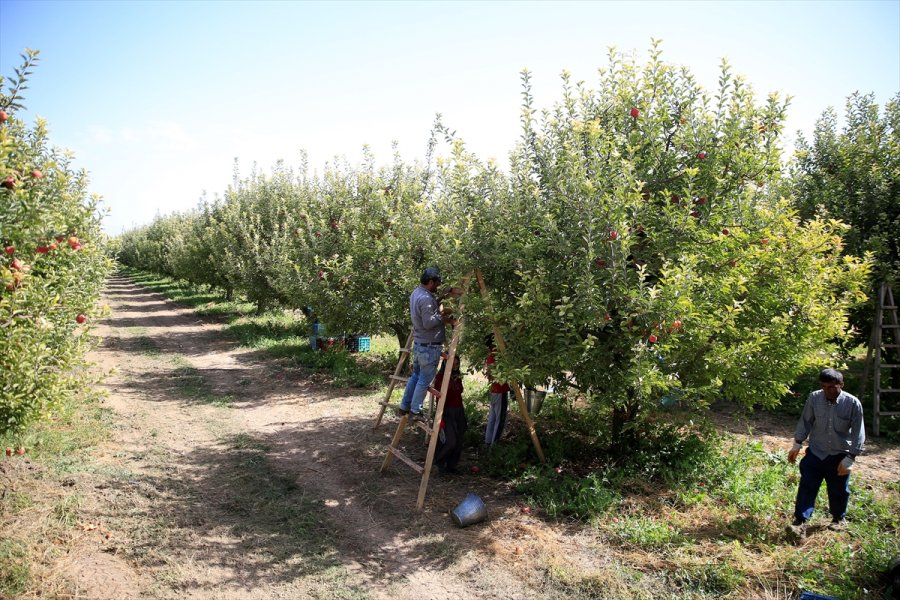 Yahyalı Elması Çiftçinin Yüzünü Güldürdü