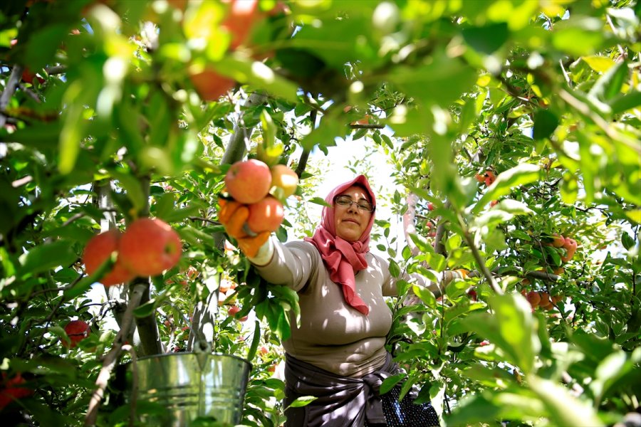 Yahyalı Elması Çiftçinin Yüzünü Güldürdü