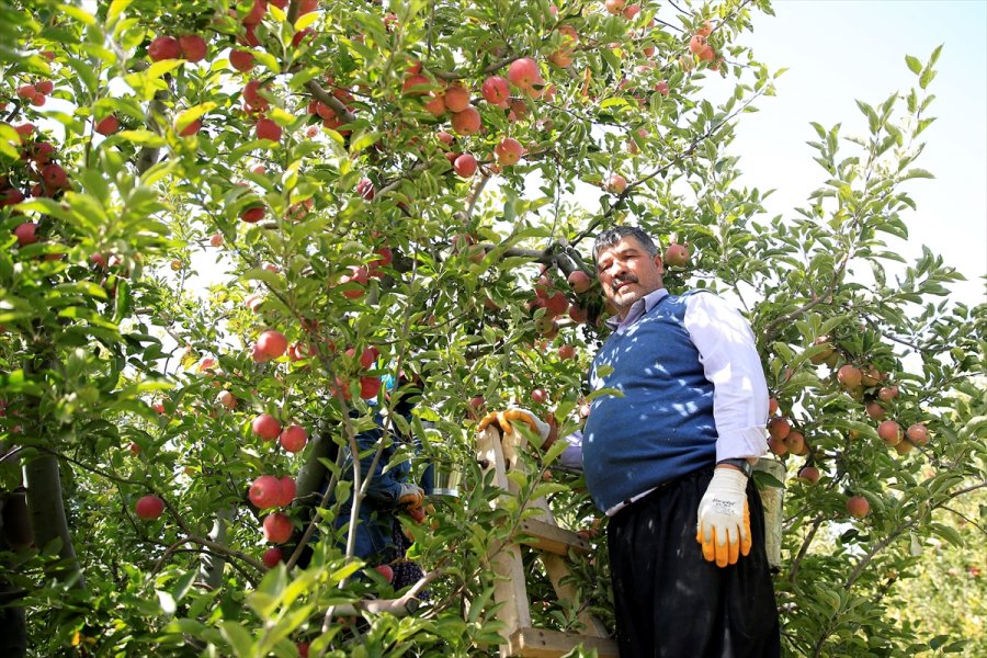 Yahyalı Elması Çiftçinin Yüzünü Güldürdü