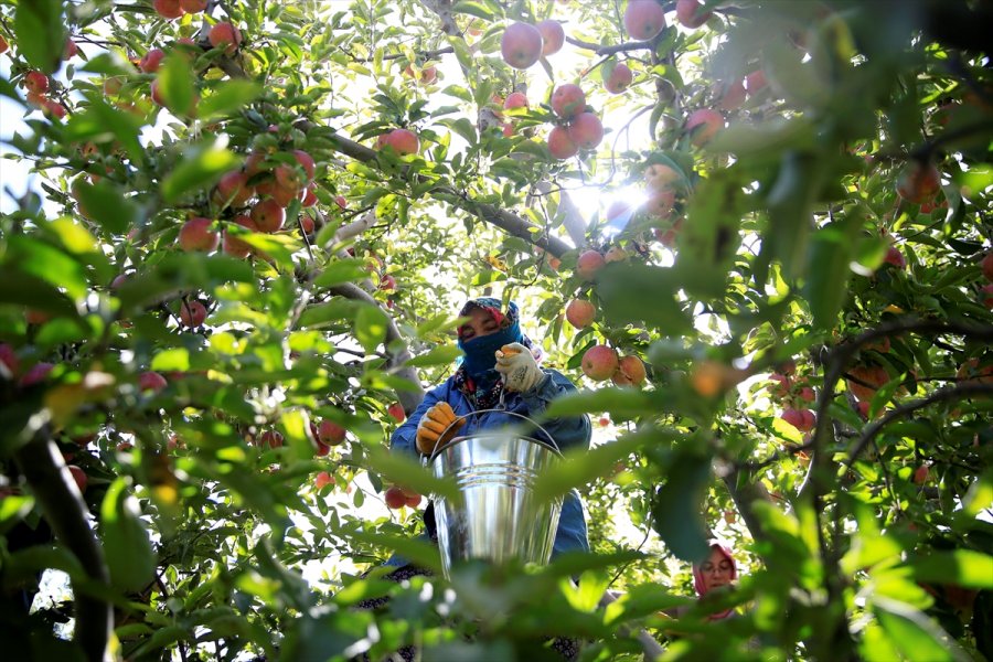 Yahyalı Elması Çiftçinin Yüzünü Güldürdü