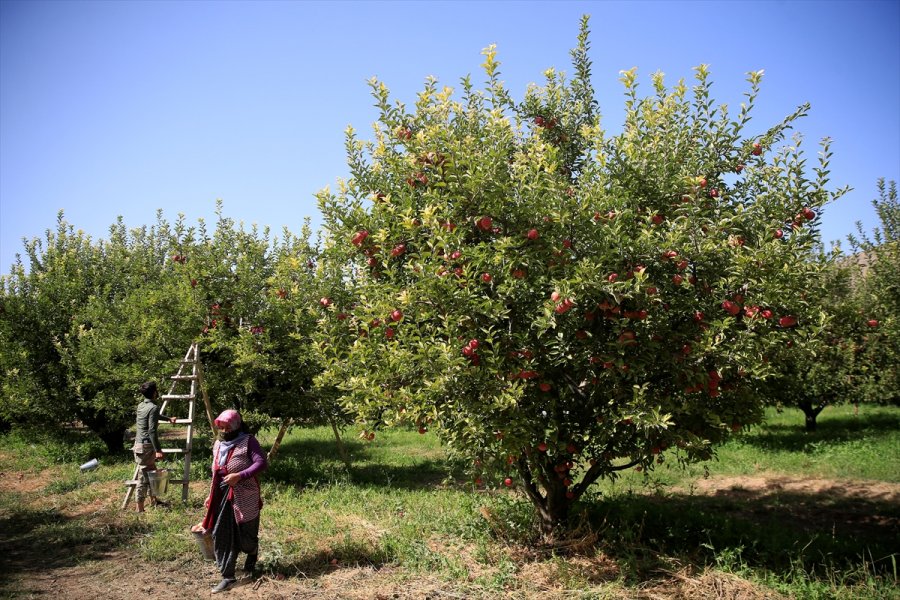 Yahyalı Elması Çiftçinin Yüzünü Güldürdü