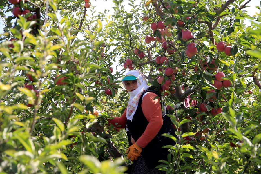 Yahyalı Elması Çiftçinin Yüzünü Güldürdü
