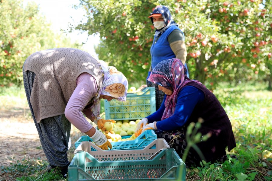 Yahyalı Elması Çiftçinin Yüzünü Güldürdü