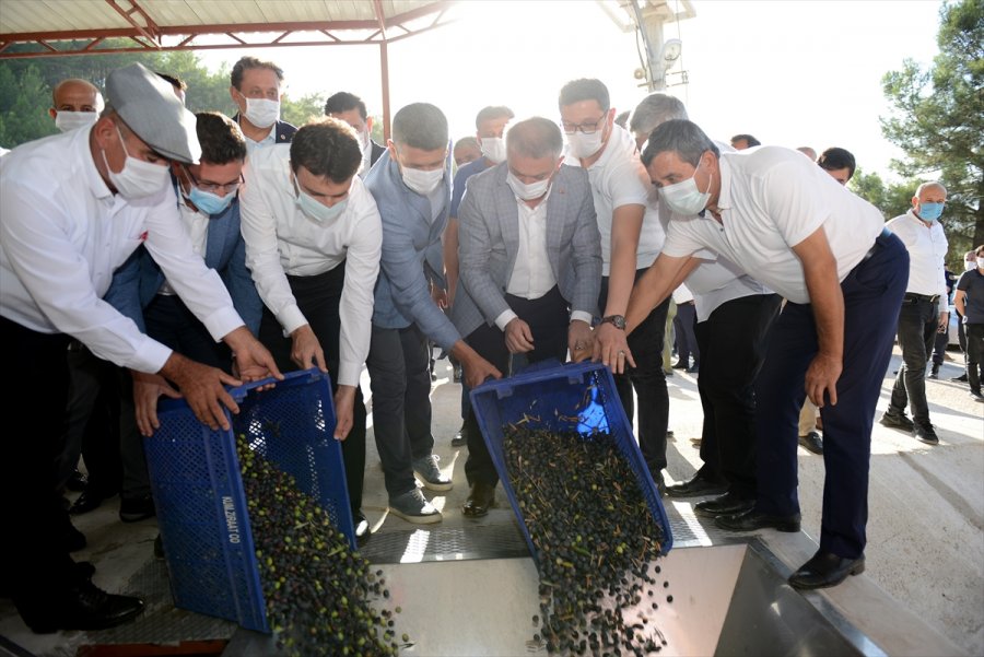 Antalya Valisi Ersin Yazıcı, Sezonun İlk Zeytin Yağı Sıkım Törenine Katıldı