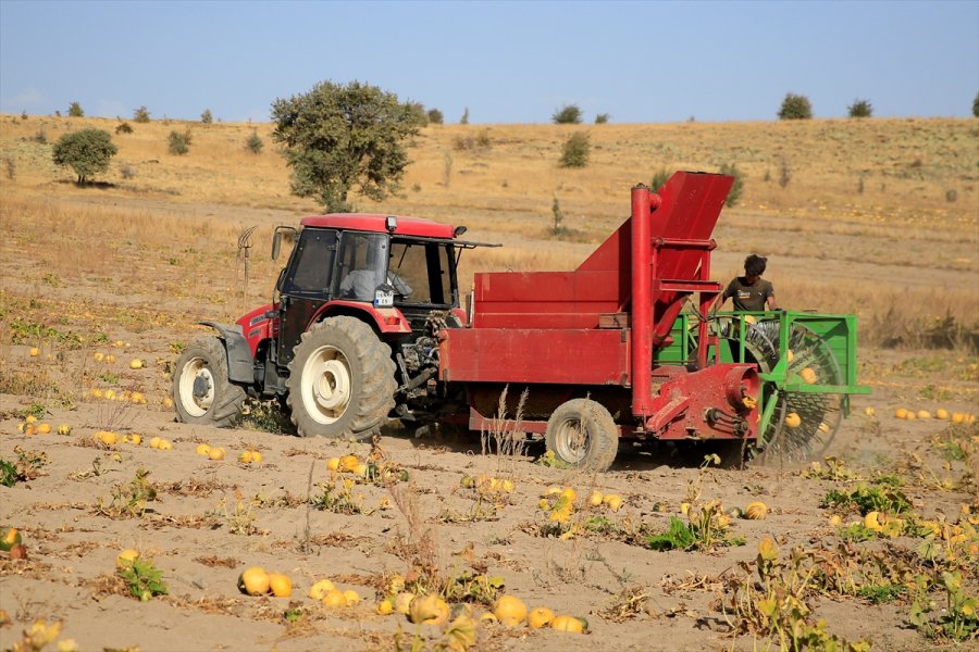 Kabak Çekirdeği, Fiyatıyla Kayserili Çiftçilerin Yüzünü Güldürdü