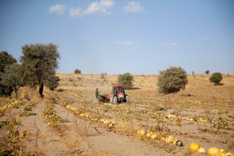 Kabak Çekirdeği, Fiyatıyla Kayserili Çiftçilerin Yüzünü Güldürdü