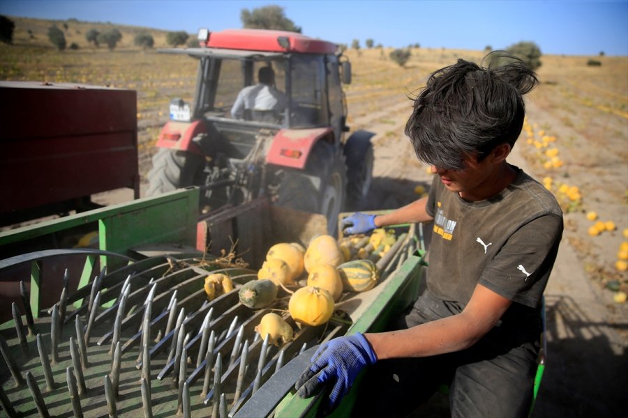 Kabak Çekirdeği, Fiyatıyla Kayserili Çiftçilerin Yüzünü Güldürdü