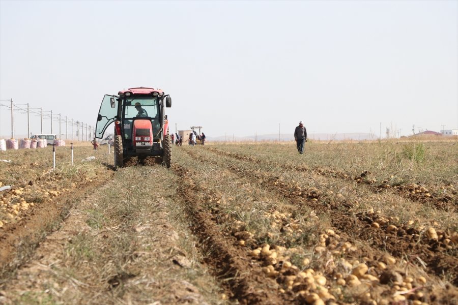 Patates Üretim Merkezi Niğde'de Verim Ve Kalite Üreticiyi Memnun Etti