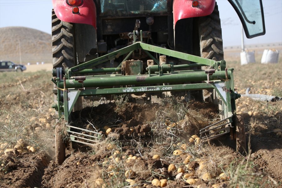 Patates Üretim Merkezi Niğde'de Verim Ve Kalite Üreticiyi Memnun Etti