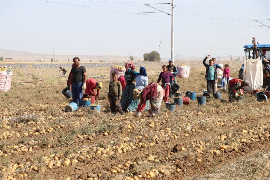 Patates Üretim Merkezi Niğde'de Verim Ve Kalite Üreticiyi Memnun Etti