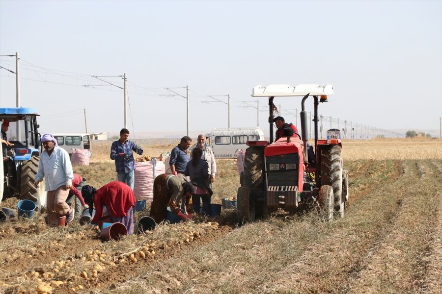 Patates Üretim Merkezi Niğde'de Verim Ve Kalite Üreticiyi Memnun Etti