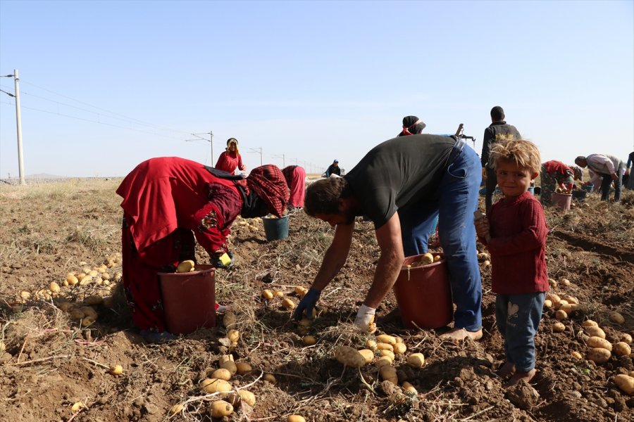 Patates Üretim Merkezi Niğde'de Verim Ve Kalite Üreticiyi Memnun Etti