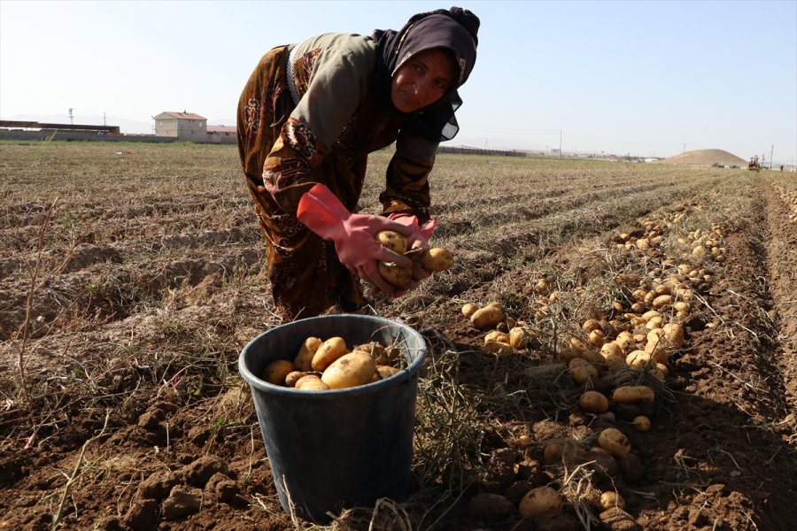 Patates Üretim Merkezi Niğde'de Verim Ve Kalite Üreticiyi Memnun Etti