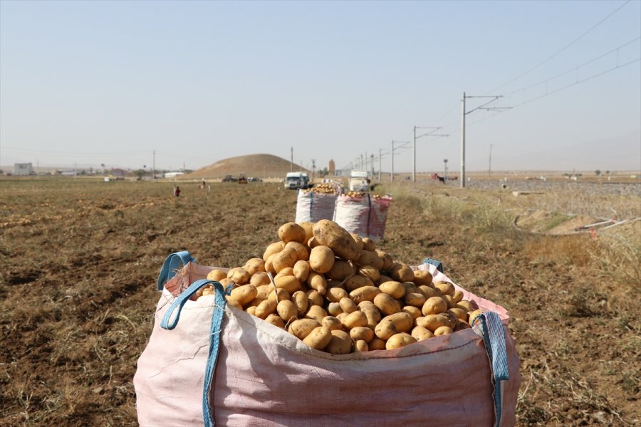 Patates Üretim Merkezi Niğde'de Verim Ve Kalite Üreticiyi Memnun Etti