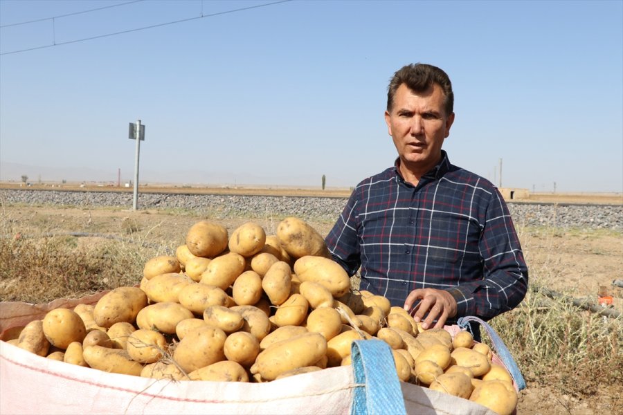 Patates Üretim Merkezi Niğde'de Verim Ve Kalite Üreticiyi Memnun Etti