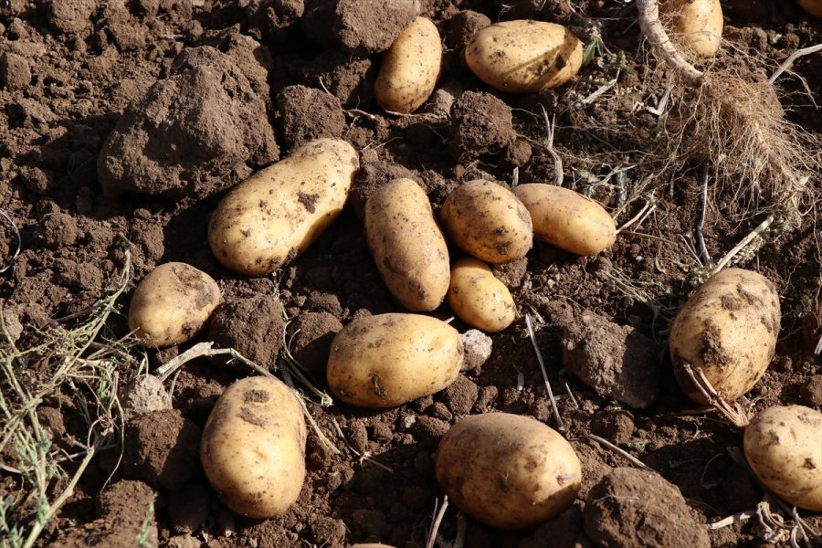 Patates Üretim Merkezi Niğde'de Verim Ve Kalite Üreticiyi Memnun Etti