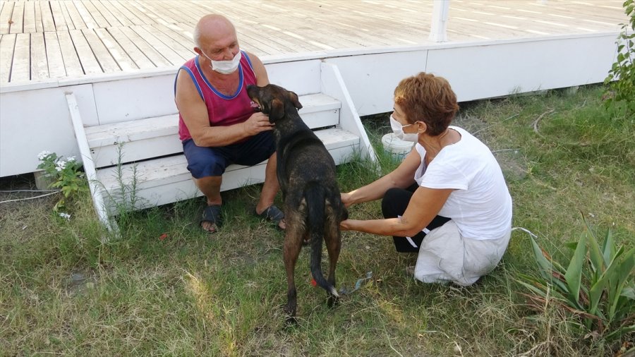 Kayalıklarla Mahsur Kalan Köpek Yavrusu Kepçe Yardımıyla Kurtarıldı