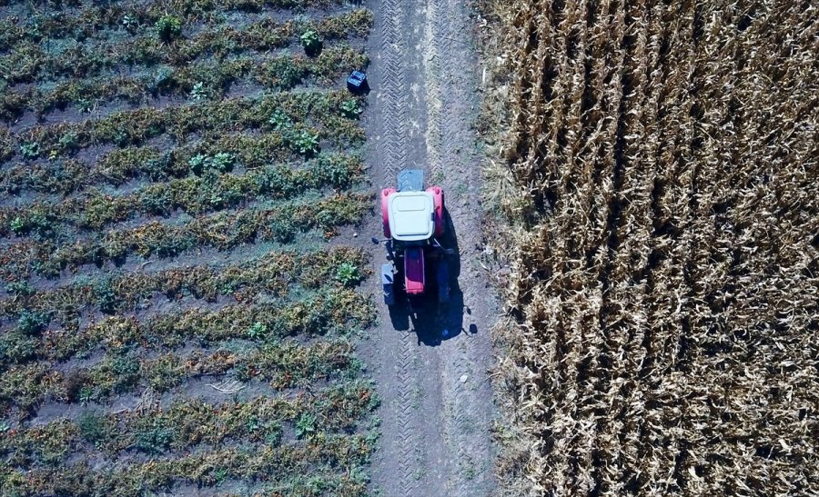 Öğretmenlik Eğitimi Alan Genç Kadın Çiftçilik Ve Hayvancılığı Seçti