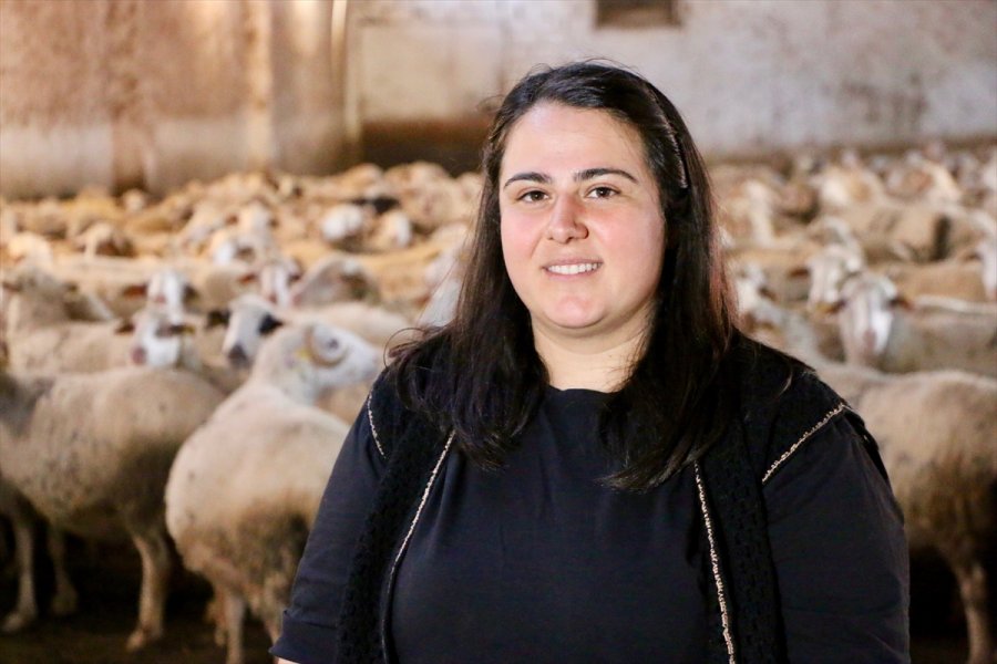 Öğretmenlik Eğitimi Alan Genç Kadın Çiftçilik Ve Hayvancılığı Seçti