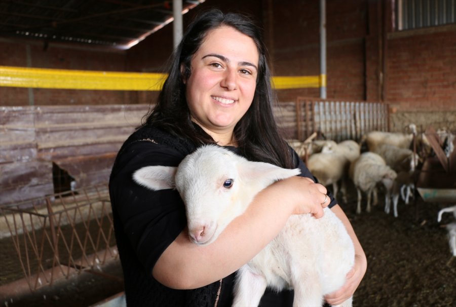 Öğretmenlik Eğitimi Alan Genç Kadın Çiftçilik Ve Hayvancılığı Seçti