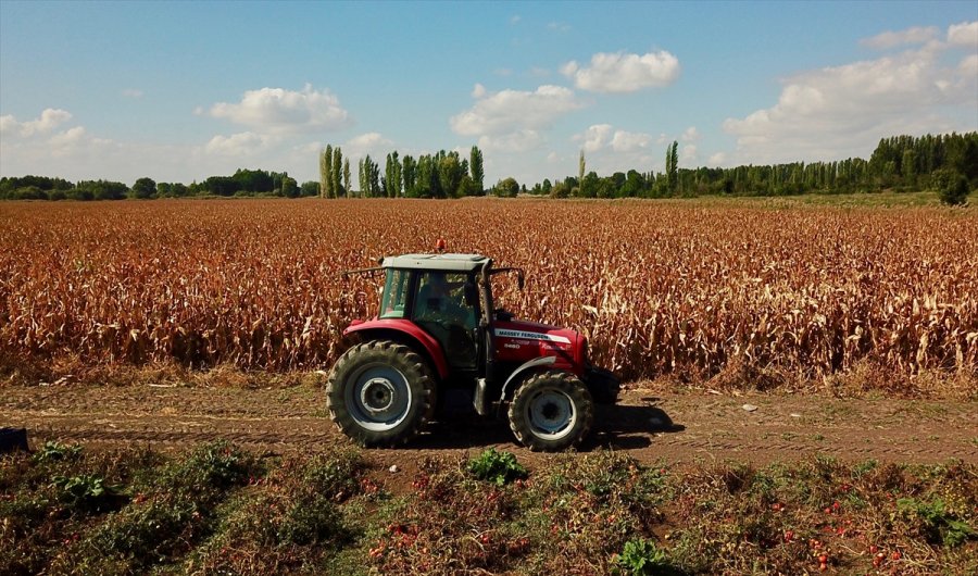 Öğretmenlik Eğitimi Alan Genç Kadın Çiftçilik Ve Hayvancılığı Seçti