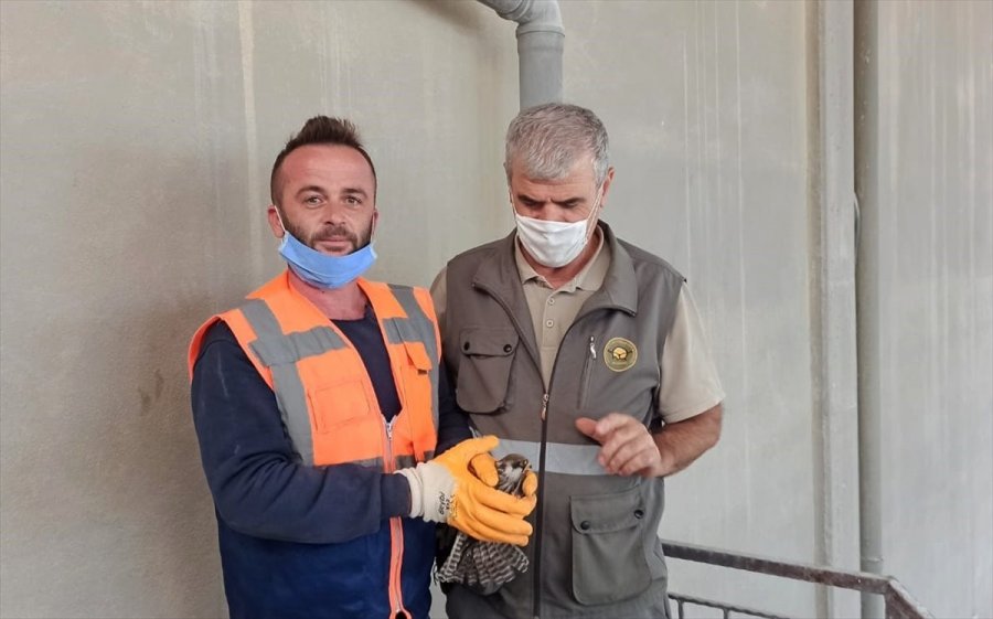 Yaralı Gökçe Delice Tedavi Edilecek