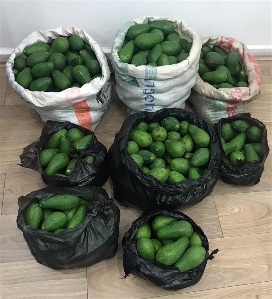 Antalya'da Güvenlik Kamerasına Yansıyan Avokado Hırsızlığıyla İlgili 2 Kardeş Yakalandı