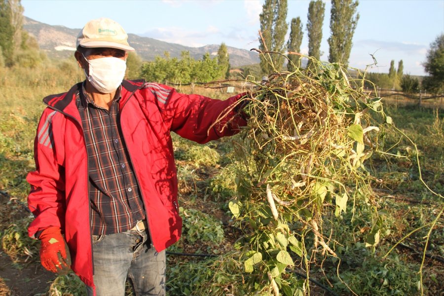 Ata Tohumlarıyla Yetiştirilen 