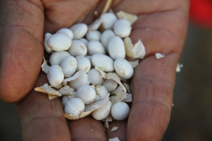 Ata Tohumlarıyla Yetiştirilen 