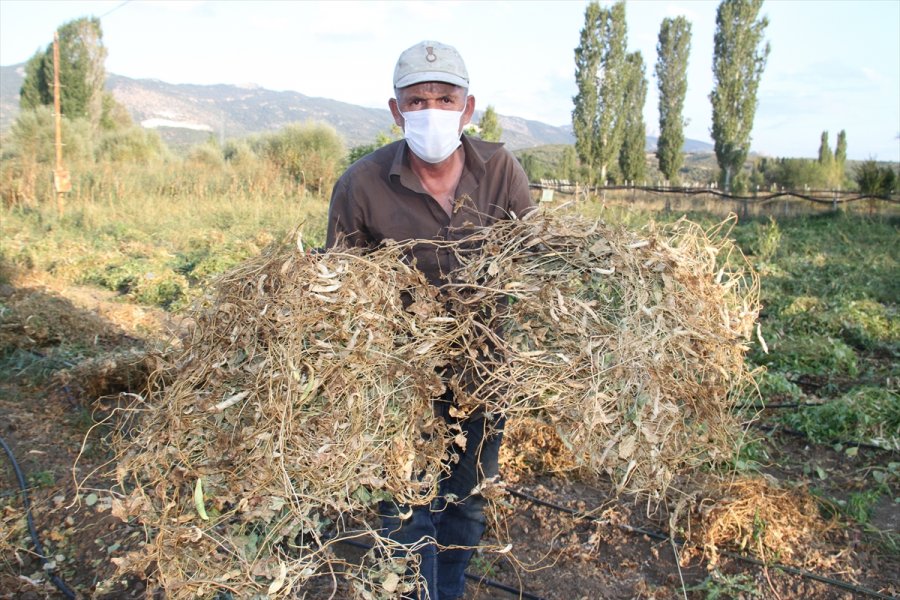 Ata Tohumlarıyla Yetiştirilen 