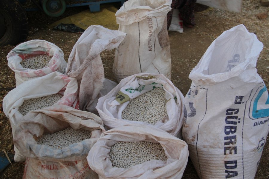 Ata Tohumlarıyla Yetiştirilen 