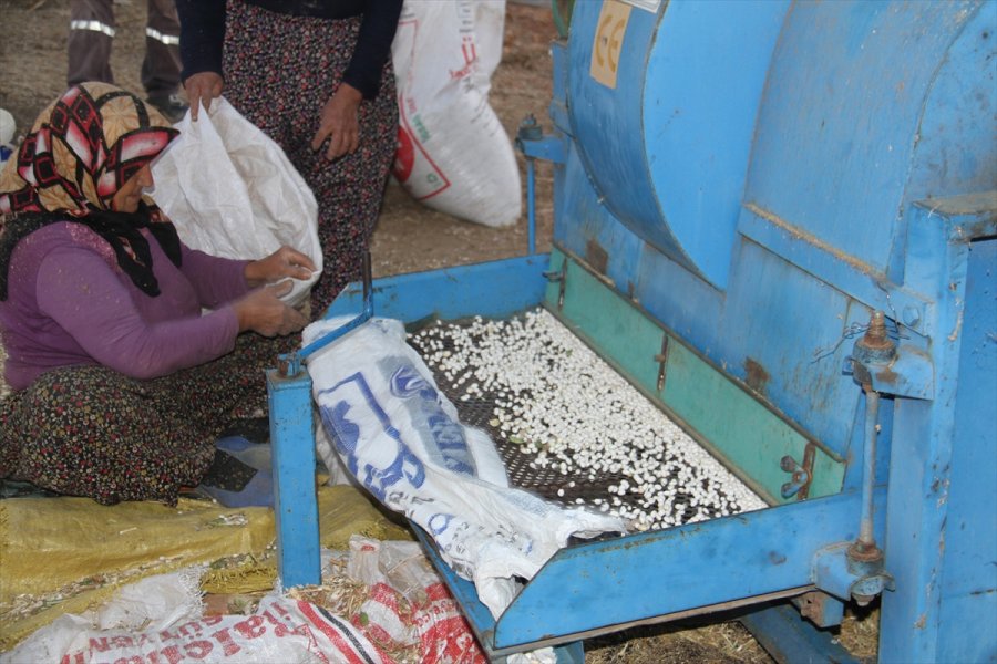 Ata Tohumlarıyla Yetiştirilen 