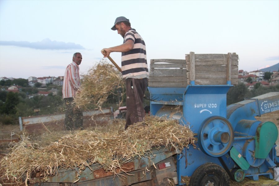 Ata Tohumlarıyla Yetiştirilen 