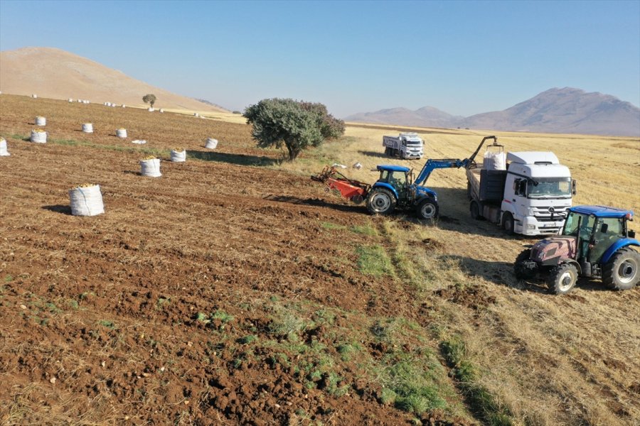 Kayseri'de Patates Hasadına Başlandı