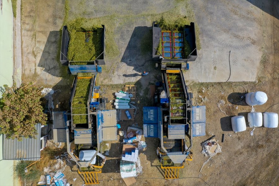 Örtü Altı Tarımda Söz Sahibi Antalya'da 300 Bin Tonluk Silajlık Mısır Üretimi