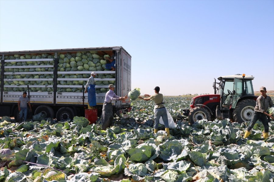 Niğde'de Lahana Hasadına Başlandı