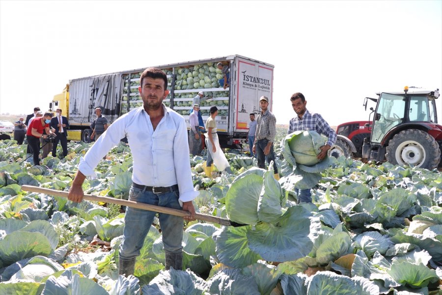 Niğde'de Lahana Hasadına Başlandı