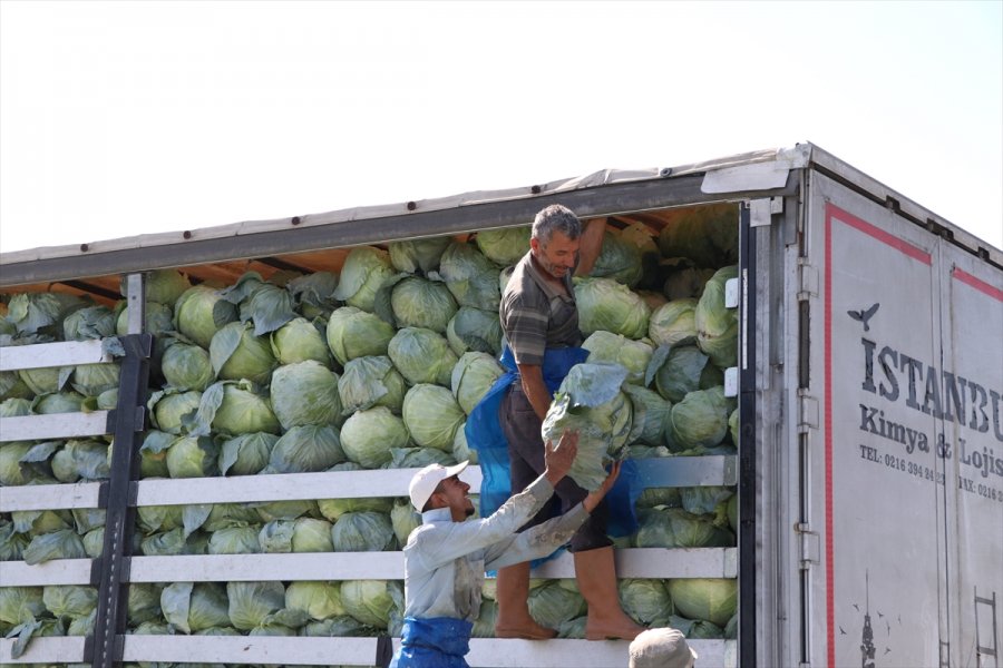 Niğde'de Lahana Hasadına Başlandı