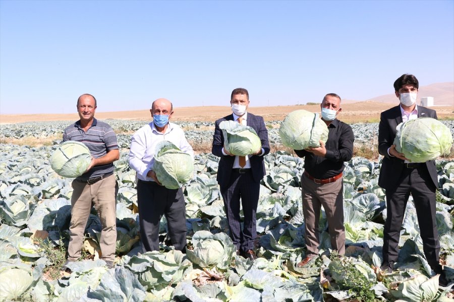 Niğde'de Lahana Hasadına Başlandı