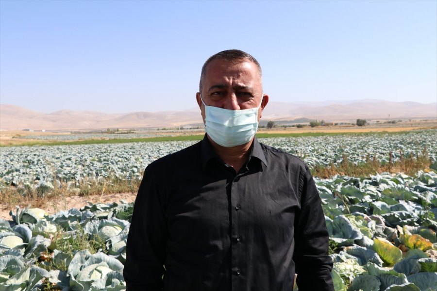 Niğde'de Lahana Hasadına Başlandı