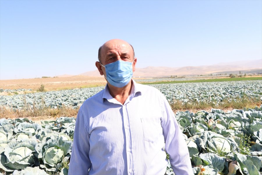 Niğde'de Lahana Hasadına Başlandı