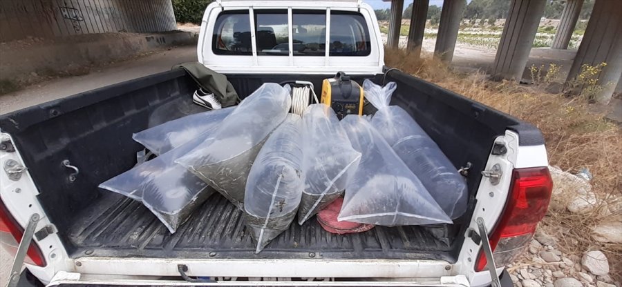 Antalya'da Su Birikintisinde Kalan 50 Bin Balık Kurtarıldı