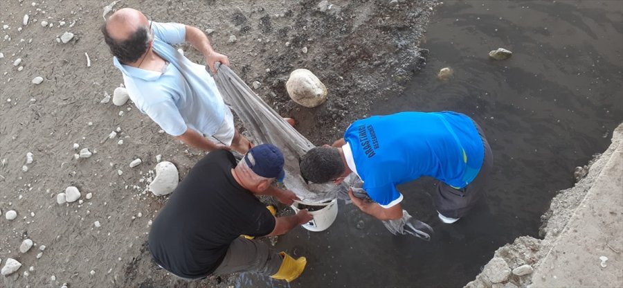 Antalya'da Su Birikintisinde Kalan 50 Bin Balık Kurtarıldı